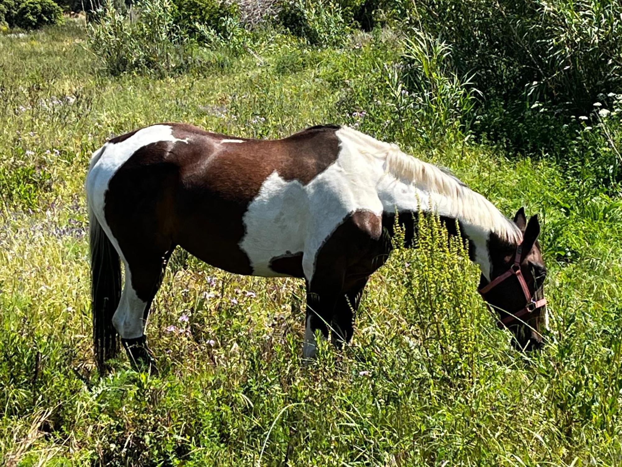 מלון אלגז'ולה Location Du Ranch מראה חיצוני תמונה
